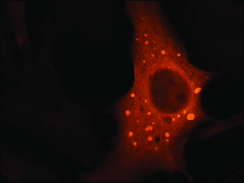 Anti-DCP1A (C-terminal) antibody produced in rabbit ~1.0&#160;mg/mL, affinity isolated antibody, buffered aqueous solution