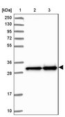 Anti-MRPS18B antibody produced in rabbit Prestige Antibodies® Powered by Atlas Antibodies, affinity isolated antibody, buffered aqueous glycerol solution