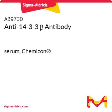 Anti-14-3-3 &#946; Antibody serum, Chemicon&#174;