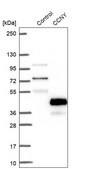 Anti-CCNY antibody produced in rabbit Prestige Antibodies® Powered by Atlas Antibodies, affinity isolated antibody, buffered aqueous glycerol solution