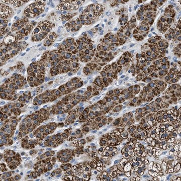 Anti-NTMT1 antibody produced in rabbit Prestige Antibodies&#174; Powered by Atlas Antibodies, affinity isolated antibody, buffered aqueous glycerol solution