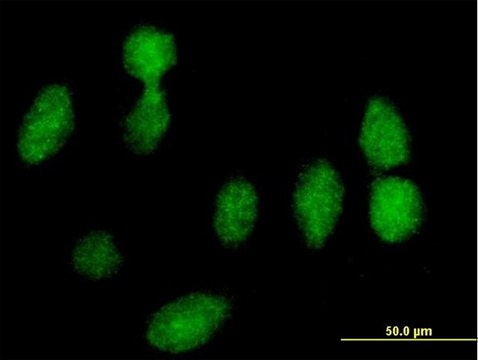 Anti-RPLP0 antibody produced in mouse purified immunoglobulin, buffered aqueous solution