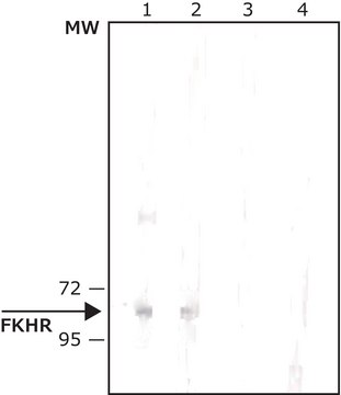 Anti-FKHR (FOXO1a) antibody produced in rabbit affinity isolated antibody, buffered aqueous solution