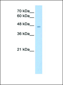 Anti-RHAG antibody produced in rabbit IgG fraction of antiserum