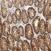 Anti-PCDH7 antibody produced in rabbit Prestige Antibodies® Powered by Atlas Antibodies, affinity isolated antibody, buffered aqueous glycerol solution