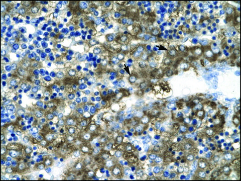 Anti-GATA2 antibody produced in rabbit IgG fraction of antiserum