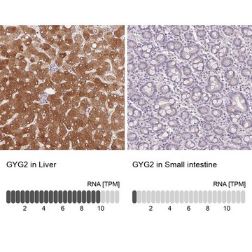 Anti-GYG2 antibody produced in rabbit Prestige Antibodies&#174; Powered by Atlas Antibodies, affinity isolated antibody, buffered aqueous glycerol solution