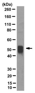 Anti-CYP2J2 Antibody, clone 6-5-20-8 clone 6-5-20-8, from mouse