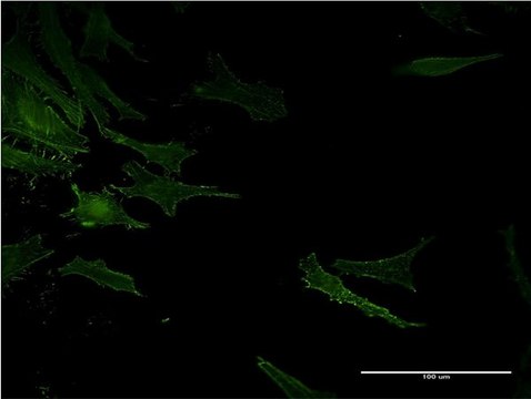 Monoclonal Anti-ACE antibody produced in mouse clone 4B10, purified immunoglobulin, buffered aqueous solution