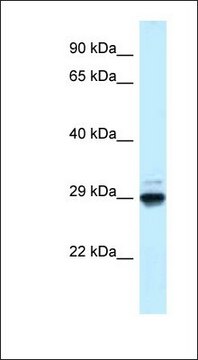 Anti-MAF1 antibody produced in rabbit affinity isolated antibody