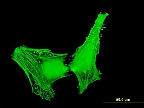 Monoclonal Anti-ACTR1B antibody produced in mouse clone 4E10, purified immunoglobulin, buffered aqueous solution