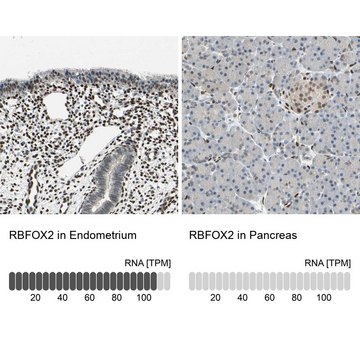 Anti-RBFOX2 antibody produced in rabbit Prestige Antibodies&#174; Powered by Atlas Antibodies, affinity isolated antibody, buffered aqueous glycerol solution