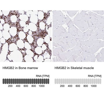 Anti-HMGB2 antibody produced in rabbit Prestige Antibodies&#174; Powered by Atlas Antibodies, affinity isolated antibody, buffered aqueous glycerol solution