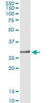 Anti-FKBP3 antibody produced in rabbit purified immunoglobulin, buffered aqueous solution