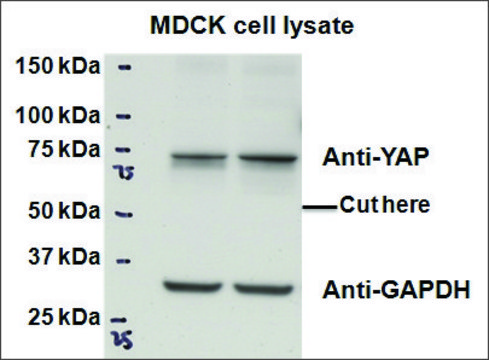 Anti-YAP1 antibody produced in goat affinity isolated antibody, buffered aqueous solution