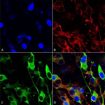 Monoclonal Anti-Gfap - Rpe antibody produced in mouse clone S206A-8, purified immunoglobulin