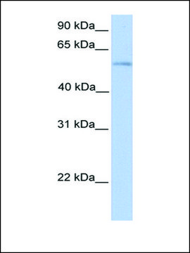 Anti-PLD3 antibody produced in rabbit affinity isolated antibody