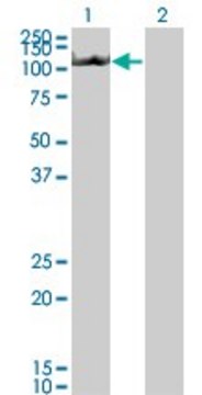 Monoclonal Anti-CIAS1, (N-terminal) antibody produced in mouse clone 3B1, purified immunoglobulin, buffered aqueous solution