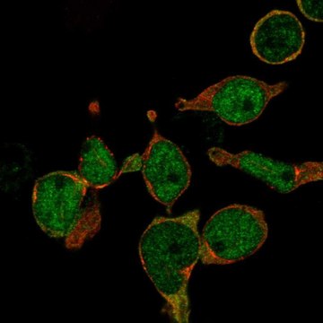 Anti-LMO2 antibody produced in rabbit Prestige Antibodies&#174; Powered by Atlas Antibodies, affinity isolated antibody