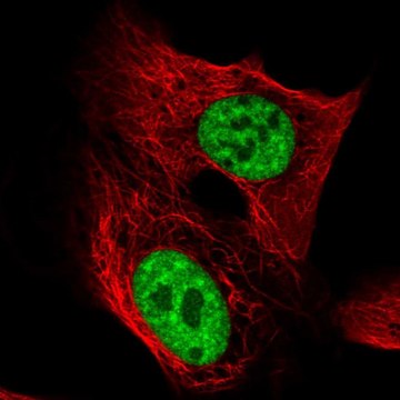 Anti-TCERG1 antibody produced in rabbit Prestige Antibodies&#174; Powered by Atlas Antibodies, affinity isolated antibody