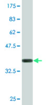 Monoclonal Anti-PANK3 antibody produced in mouse clone 3H4, purified immunoglobulin, buffered aqueous solution