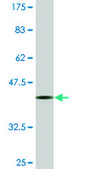 Monoclonal Anti-TRIM17 antibody produced in mouse clone 2E11, purified immunoglobulin, buffered aqueous solution
