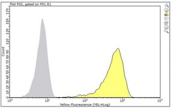 Anti-CD1b Antibody, clone BCD1b3.1 clone BCD1b3.1, from mouse