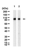Anti-TLR2 Antibody, clone 1J19 ZooMAb® Rabbit Monoclonal recombinant, expressed in HEK 293 cells