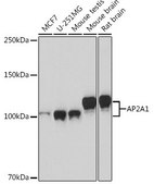 Anti-AP2A1 antibody produced in rabbit