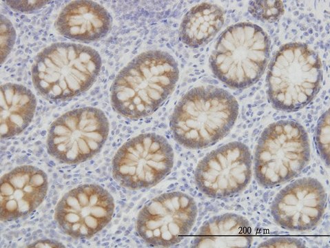 Monoclonal Anti-ACSL5 antibody produced in mouse clone 5H8, purified immunoglobulin, buffered aqueous solution