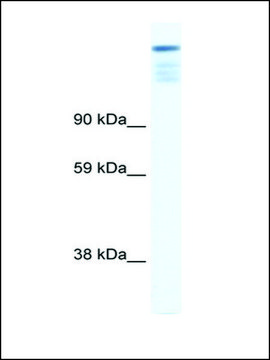 Anti-ZFP106 antibody produced in rabbit affinity isolated antibody