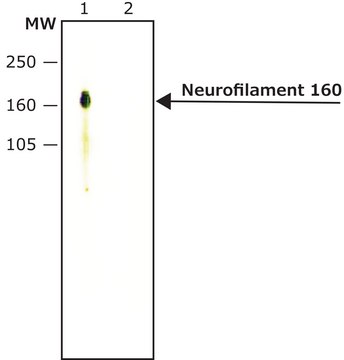 Monoclonal Anti-Neurofilament 160 antibody produced in mouse ~2&#160;mg/mL, clone RMO44, purified immunoglobulin, buffered aqueous solution