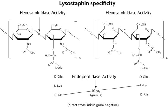 溶葡球菌酶 来源于溶葡萄球菌 lyophilized powder, Protein 50-70&#160;% by biuret, &#8805;500&#160;units/mg protein