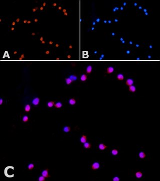 Anti-ORAI1 antibody produced in rabbit ~1.0&#160;mg/mL, affinity isolated antibody, buffered aqueous solution