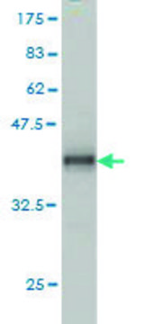 Monoclonal Anti-ADAM12 antibody produced in mouse clone 1G3, purified immunoglobulin, buffered aqueous solution