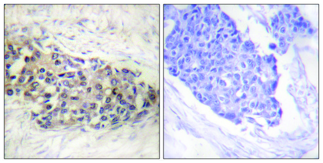 Anti-USF2 antibody produced in rabbit affinity isolated antibody