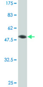 Monoclonal Anti-ETV4 antibody produced in mouse clone 1A3-1D3, purified immunoglobulin, buffered aqueous solution