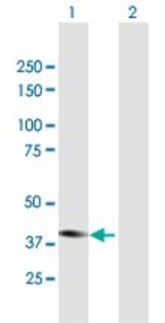 Anti-STYK1 antibody produced in mouse purified immunoglobulin, buffered aqueous solution