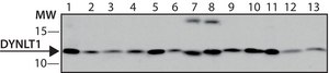 Monoclonal Anti-DYNLT1 antibody produced in mouse ~1.0 mg/mL, clone T1, purified immunoglobulin, buffered aqueous solution