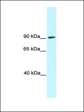 Anti-SREBF1 (AB1) antibody produced in rabbit affinity isolated antibody