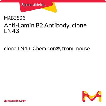 Anti-Lamin B2 Antibody, clone LN43 clone LN43, Chemicon&#174;, from mouse