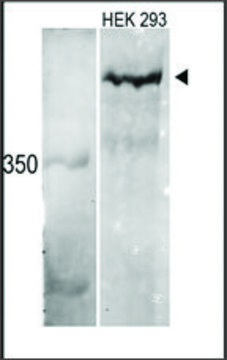 Anti-MLL3 (C-term) antibody produced in rabbit IgG fraction of antiserum, buffered aqueous solution