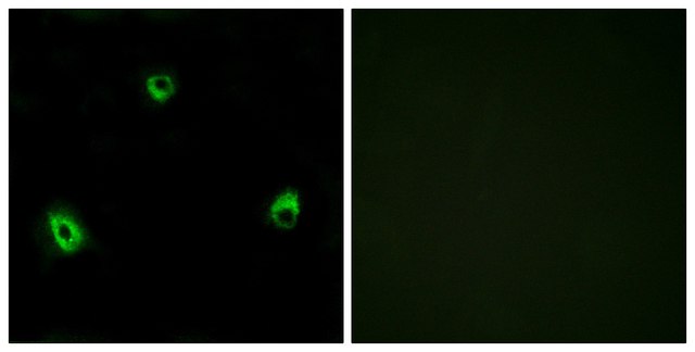 Anti-OR10A4 antibody produced in rabbit affinity isolated antibody