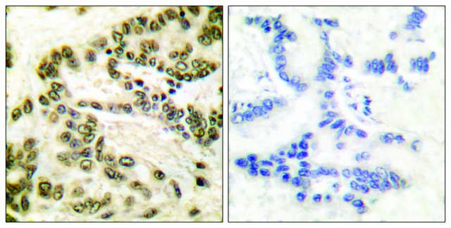 Anti-CREB antibody produced in rabbit affinity isolated antibody