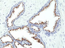 Anti-Prostein (SLC45A3) Rabbit Monoclonal Antibody clone RM426, affinity purified immunoglobulin
