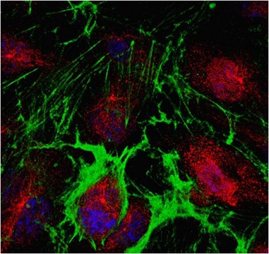 Anti-PPAR-gamma Antibody from rabbit, purified by affinity chromatography