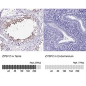 Anti-ZPBP2 antibody produced in rabbit Prestige Antibodies® Powered by Atlas Antibodies, affinity isolated antibody, buffered aqueous glycerol solution
