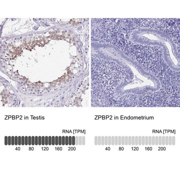 Anti-ZPBP2 antibody produced in rabbit Prestige Antibodies&#174; Powered by Atlas Antibodies, affinity isolated antibody, buffered aqueous glycerol solution