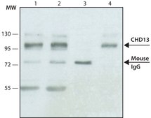 Monoclonal Anti-CDH13 antibody produced in mouse clone CAD-5, purified from hybridoma cell culture
