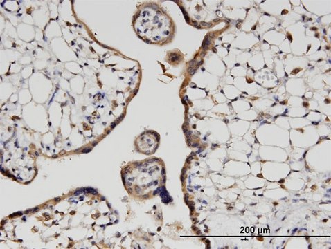 Monoclonal Anti-HOOK3 antibody produced in mouse clone 3A5, purified immunoglobulin, buffered aqueous solution